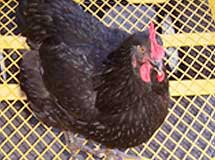 Chickens may be allowed, but roosters are prohibted in all parts of the City.