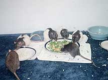 Rodents feeding on exposed food.