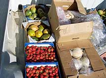 Illegal fruit vendor