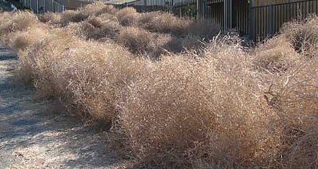 Tumbleweeds piled against a fence