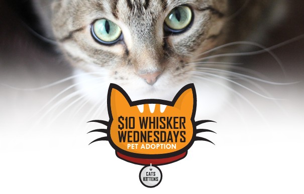 Whisker Wednesdays $10 Cat/Kitten Adoption